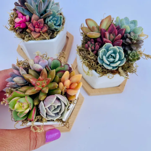 Surfside Succulents