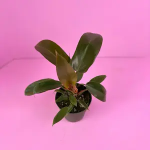 Philodendron Florida Bronze 4” | Rare Philodendron | Tropical Houseplant