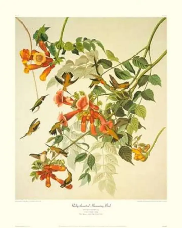 Bentley Global Arts PDX132795LARGE John James Audubon Ruby-Throated Hummingbird Nature Art Wall Poster Print, 24x30" Wall Art with Precise Decorative Border, Large for Home Office Animals Decor, Hummingbirds, Border Frame