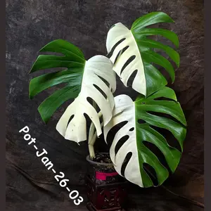 Rare Variegated Monstera Albo – Large Form White Monstera Borsigiana (Exact Plant)