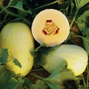 Crenshaw Melon Organic Seeds (Cucumis melo) – A sweet, juicy melon with smooth yellow skin and orange flesh, thriving in warm climates.