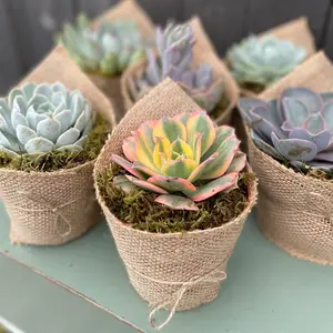 Rosette Bouquette - Burlap Wrapped Rosette Succulent