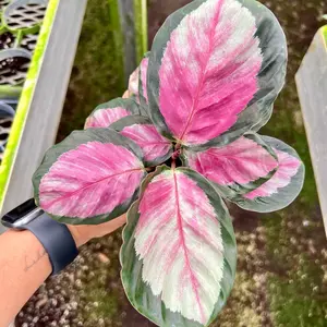 Calathea Rosy in 4 inch pot - Pet Friendly Plant