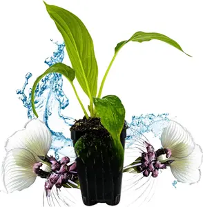 White Bat Live Flowering Plant - Tacca integrifolia by Wellspring Gardens - Indoor or Outdoor Flowering Plants - Starter Plant