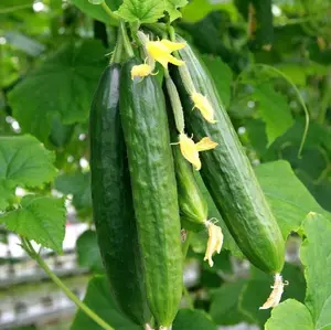 TomorrowSeeds - Persian Cucumber Seeds -  Lebanese Middle Eastern Cucumbers Beit Alpha F1 Hybrid Burpless Kirby Garden Vegetable Seed For 2024