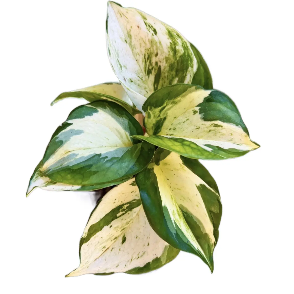 Live Manjula Pothos plant-4 inch pot Live Manjula Pothos plant-4 inch pot