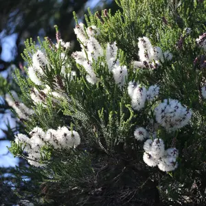 Chenille Honey Myrtle Seeds (Melaleuca huegelii) Australian shrub with showy white bottlebrush flowers; drought tolerant and excellent for pollinator-friendly landscapes