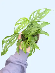 4" Monstera Adansonii Narrow Form -  Swiss Cheese Live Plant - Easy Indoor Care - Unique Shaped Leaves with Fenestrations