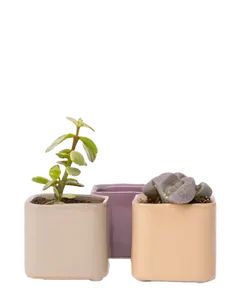 Svek Ceramic Indoor Succulent Pot