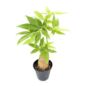 Pachira aquatica 'Stump Money Tree'