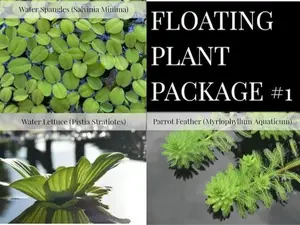3 Floating Plants-Pack of 3 Species (SWP)-Easy Live Aquarium Pond Aquatic Plant