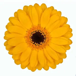 Mini Gerber Bondi Beach - 60 Stem Bunch