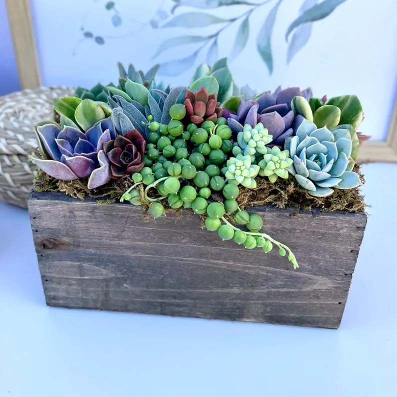 Wind and Sea - Live Succulent Arrangement Box Garden