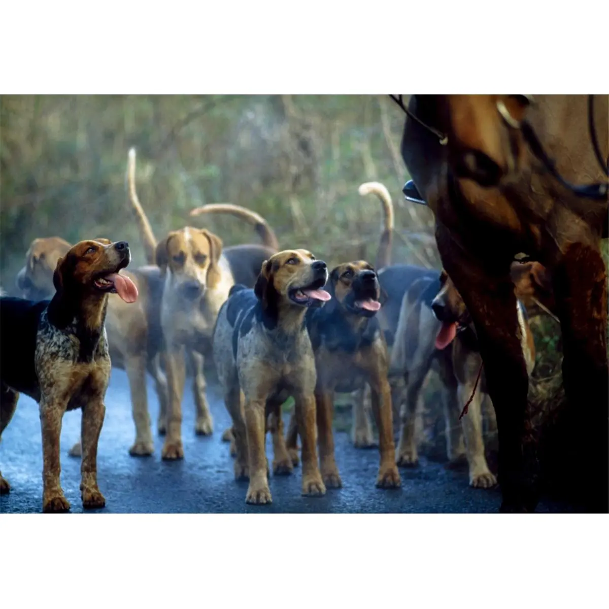 212 MAIN Elegant 1-Piece Foxhounds Pack Hunting Scene Paper Wall Print - 19x13 in Precise Printing by The Irish Image Collection, Galway Blazers Co Galway Ireland, Paper Surface Home Decor Poster, Ideal Gift, One-Piece