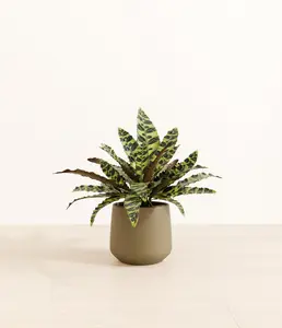 Rattlesnake Calathea