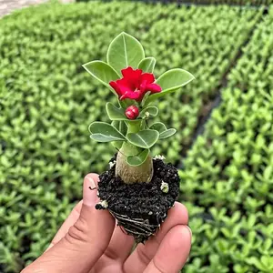 Ornamental gardening mini succulent rose seedlings, cold-resistant and easy to raise, with neat growth habits, very suitable for balcony pots and small garden boundary arrangements