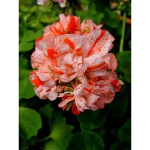 Green River 10 Orange White Geranium Seeds - Decorative Perennial for Gardens Pots & Hanging Baskets - Rare Pollinator-Friendly Drought-Tolerant Blooms - All Seasons Partial Sun Flowers