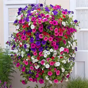 5000 Trailing Petunia Seeds – Colorful Mix for Hanging Baskets, Window Boxes & Garden Borders – Easy to Grow, Non-GMO & Long Blooming – Create a Stunning Cascade of Color All Summer Long