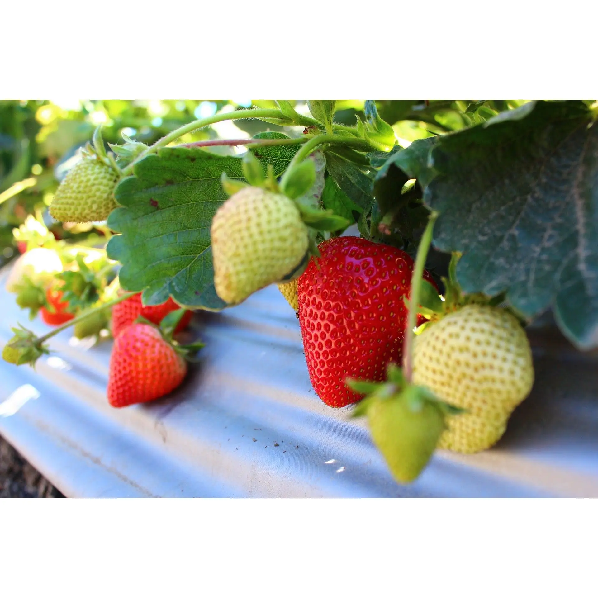 Everbearing Strawberry Starter Plant - Garden-Focused, All-Seasons Growth, Full Sun Requirement, Hardy Down to Adaptable Low Ranges, Organic Grow Capable, High in Antioxidants, Anti-Inflammatory Properties, Blood Sugar Support, Manganese Source