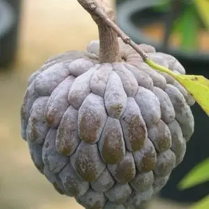 10 Annona Squamosa Seeds, Custard Apple Seeds, Sugar-Apple, Sweetsops,RED CUSTARD APPLE TREE SEEDS Fruit Seeds, Prolific Perennial Tropical Exotic Fruit Tree for Home Garden