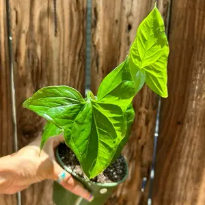 Syngonium ALBO (reverted )#21