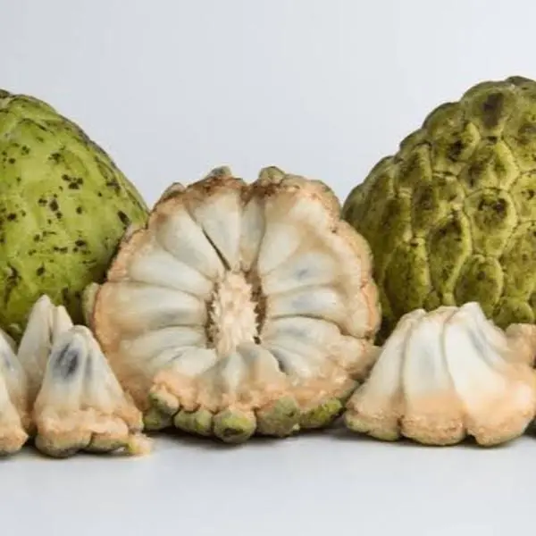 Sugar Apple Trees, 2-3ft Tall, Potted in 3-Gal Containers