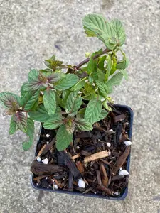 Chocolate Mint Live Plant in 3.5' Pot