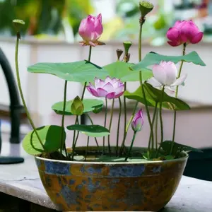 20pcs Germinated Lotus Seeds Ready to Plant Mixed Color Bonsai Bowl for Indoor Outdoor Aquatic Gardens Includes Planting Guide Easy Growth All Seasons