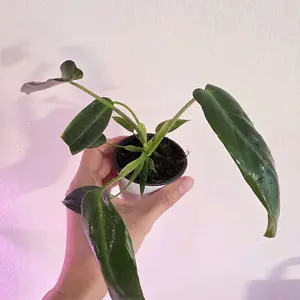 Philodendron Spiritus Sancti  Live Plant for Indoor 2inch pot size,  Decor Enhancing Your Home Office with Natural Greenery