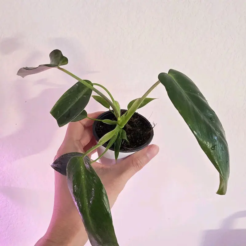 philodendron atabapoense variegated - TikTok Shop
