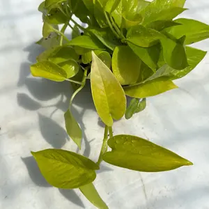 Pothos Neon 4" pot House Plant - Unique Leaves, Easy Care, Indoor Home Decoration, Perfect for Beginners - Decorative