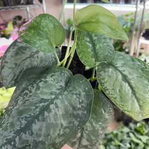 Scindapsus Mount Salak Live House Plant, 6in Potted Indoor Plant with Decorative Small Indoor Flower Pot for Home Improvement & Garden Supplies, House Plants Indoors Live