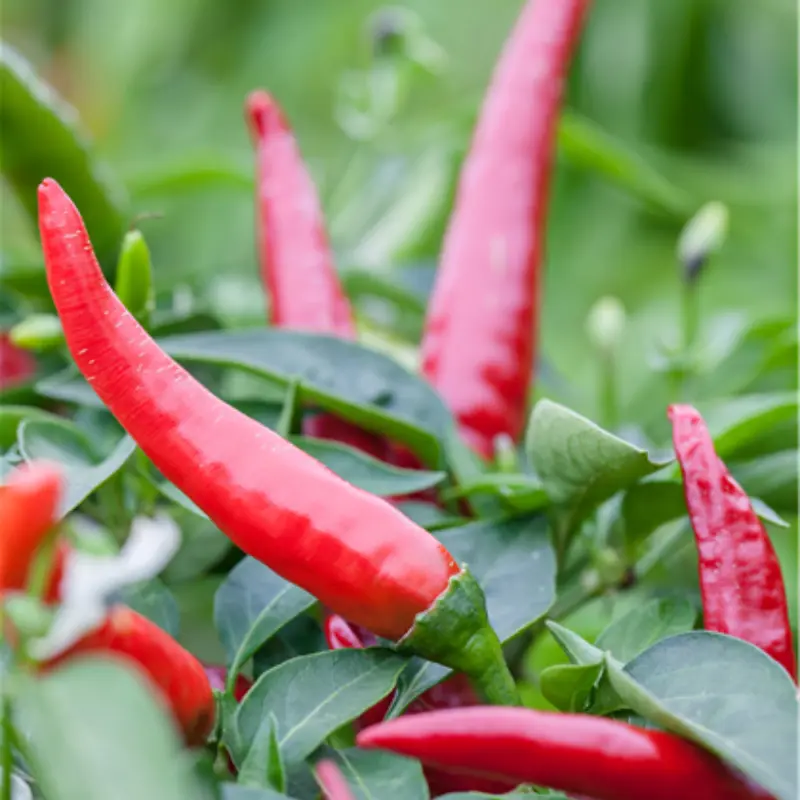 Halblanger Vulkan Pepper Seeds (Capsicum annuum) – Semi-long German chili pepper with medium heat and smoky flavor; excellent for drying, roasting, or sauces.
