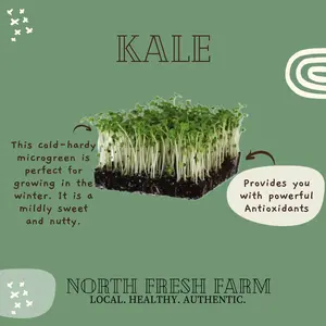 Kale Microgreens Seeds