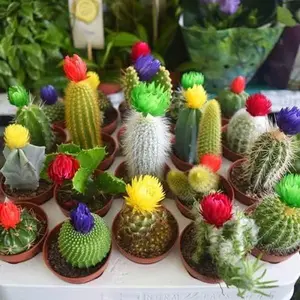 Mixed Cacti/Cactus Seeds - Seeds for Planting - Great Plants for Indoor Office Spaces, Easy to Grow