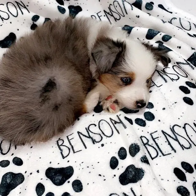 Personalized Dog Blanket Custom Pet Blanket Crate Blanket Scent Blanket