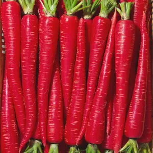 RARE Carrot Seeds Red SUPER SWEET Japanese Kintoki Type Sweet Fruit-like Flavor Ideal for Winter Gardening Frost Hardy 70-90 Days to Maturity