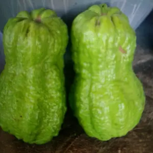 a one year white pear  guava tree live in a 4’’ pot/King Kong Guava/white inside / 10” tall around