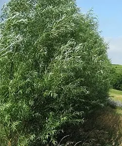 (One) Fastest Growing Tree in The World - Ready to Plant - One Live Aussie Hybrid Willow Tree Bare Root Cut - Great for Fast Shade - 10 feet in First Year - Austree Hybrid Willow Privacy Tree