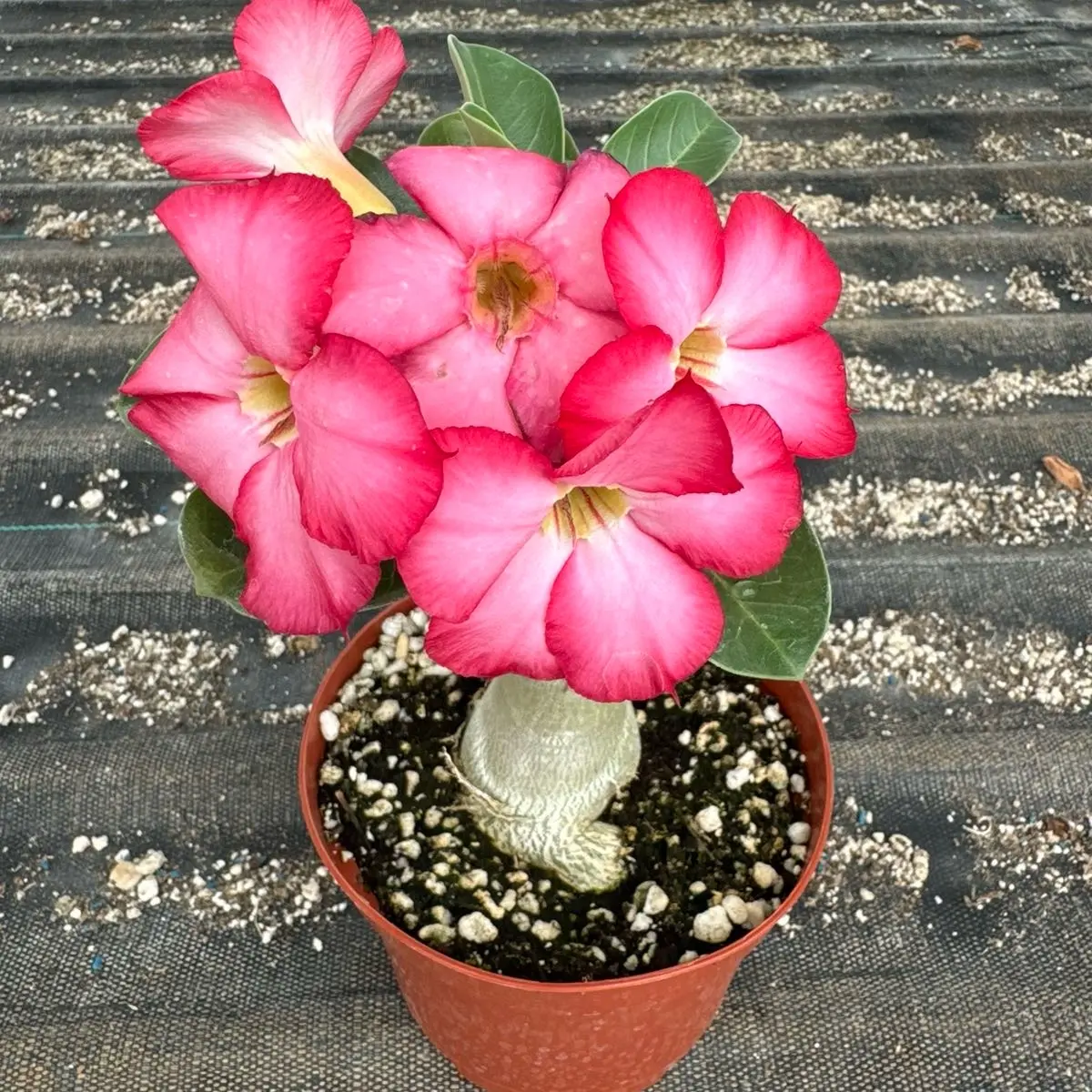 Adenium obesum, Desert Rose - Pink flower 10 seed packet, germination tested