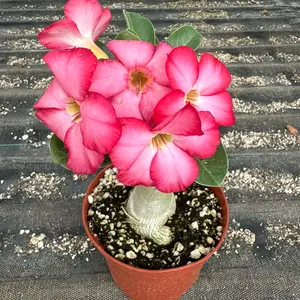 Adenium obesum, Desert Rose - Pink flower 10 seed packet, germination tested
