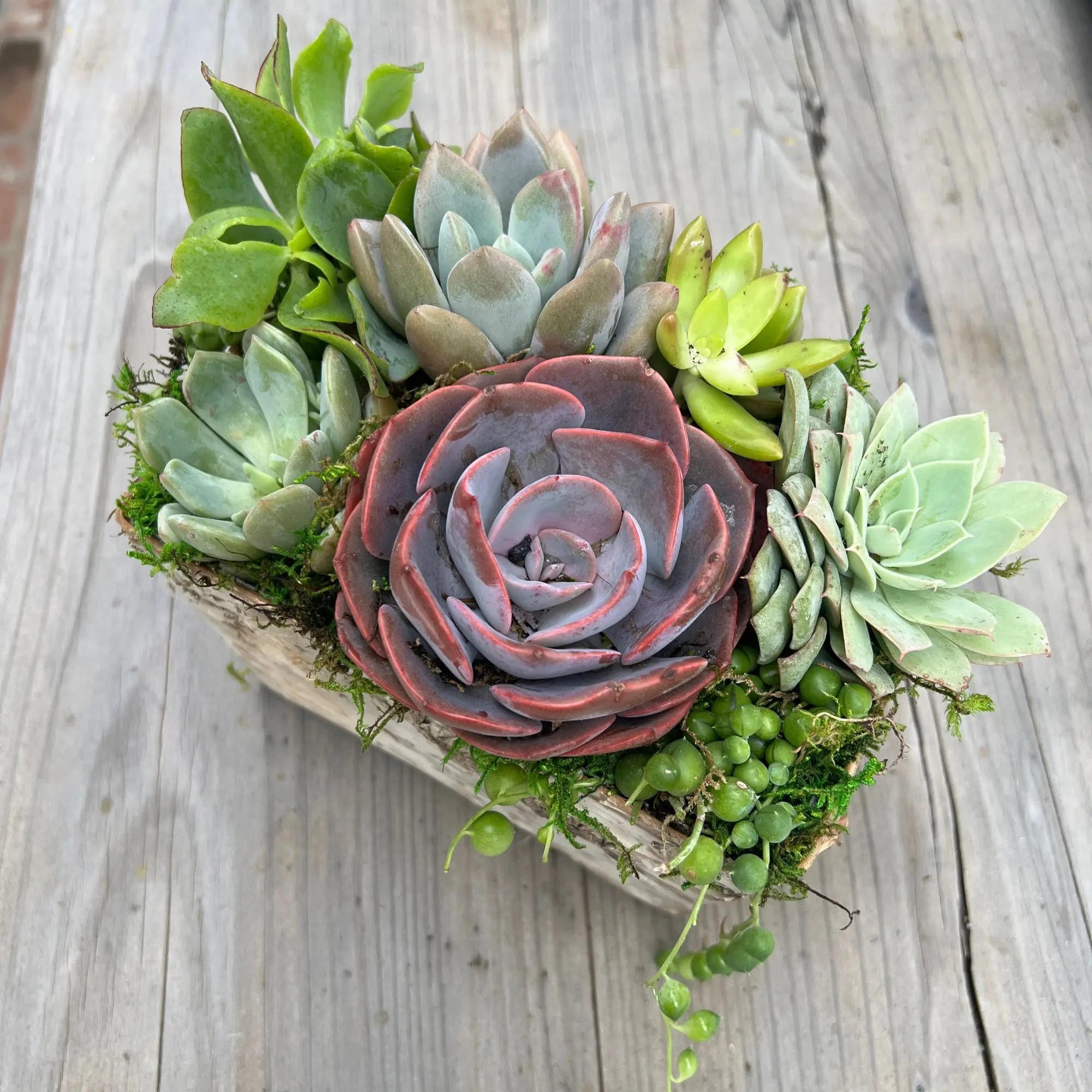 Succulent Cutie Box with Flag Tag, Succulent Gift