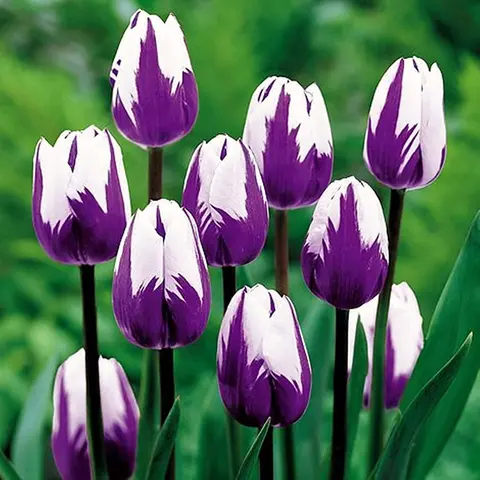 CZ GRAIN Classic Purple and White Tulip Flower Bulbs - Top Quality Soil-Friendly, Full Sun Perennial Outdoor Plants, Early Bloom Spring Flowers, Easy to Grow, Fits Any Size, Made in USA, Ships from Iowa