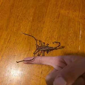 copper wire scorpion handmade
