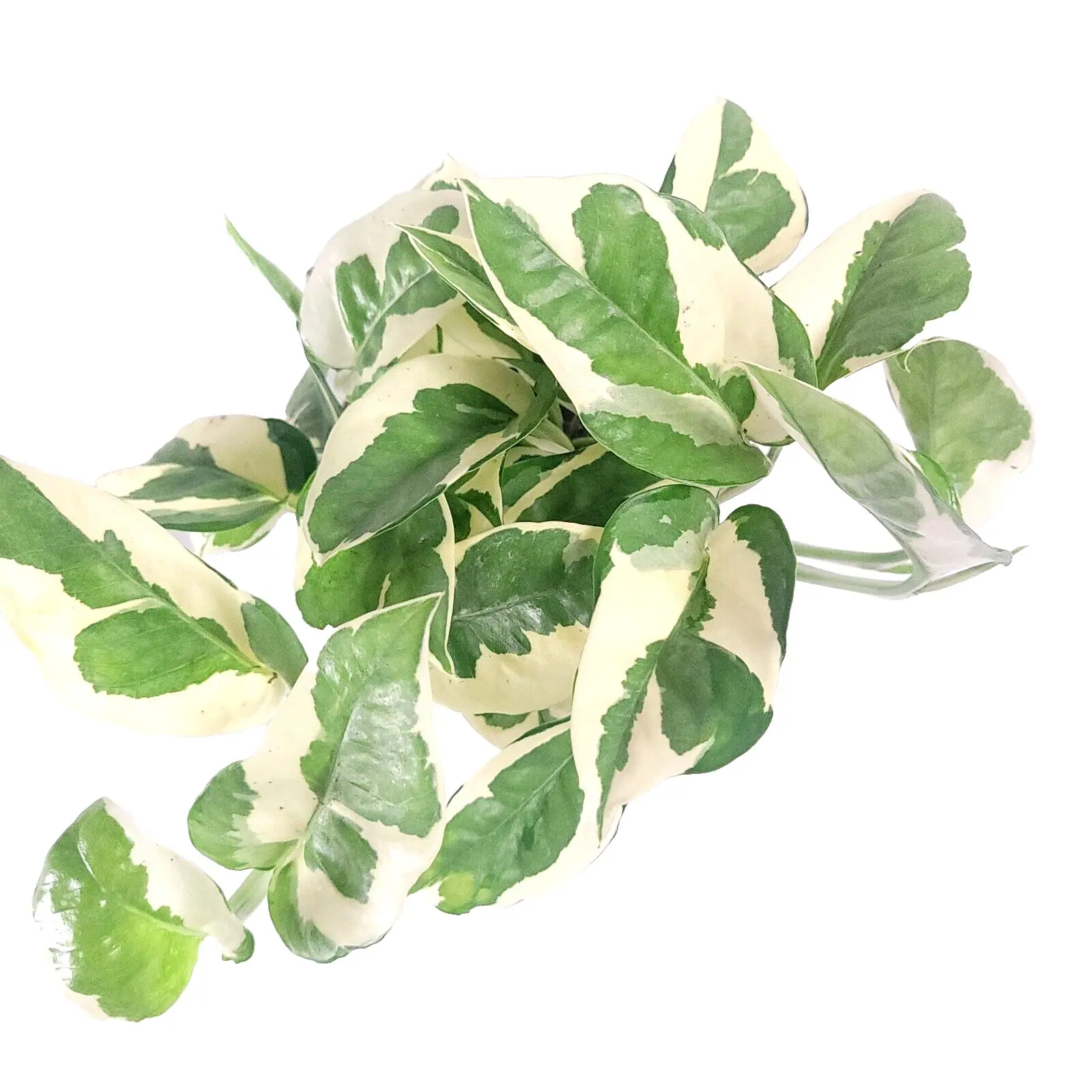 N’Joy Pothos Live Healthy Indoor Houseplant 4" Full Pot