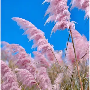500 Pcs Pink Pampas Grassland Ornamental Grass Seeds -  Heritage Garden Seeds for Stunning Landscape Design