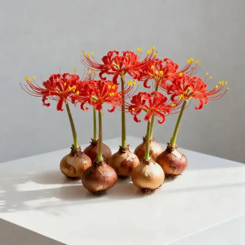 Lycoris Radiata Red Spider Lily Bulbs, Dramatic Red Spidery Blooms, Easy-to-Grow Perennial Garden Bulbs