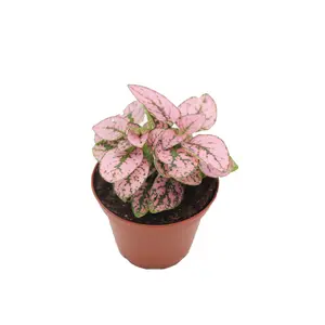 Pink Polka Dot Plant - 2" from California Tropicals