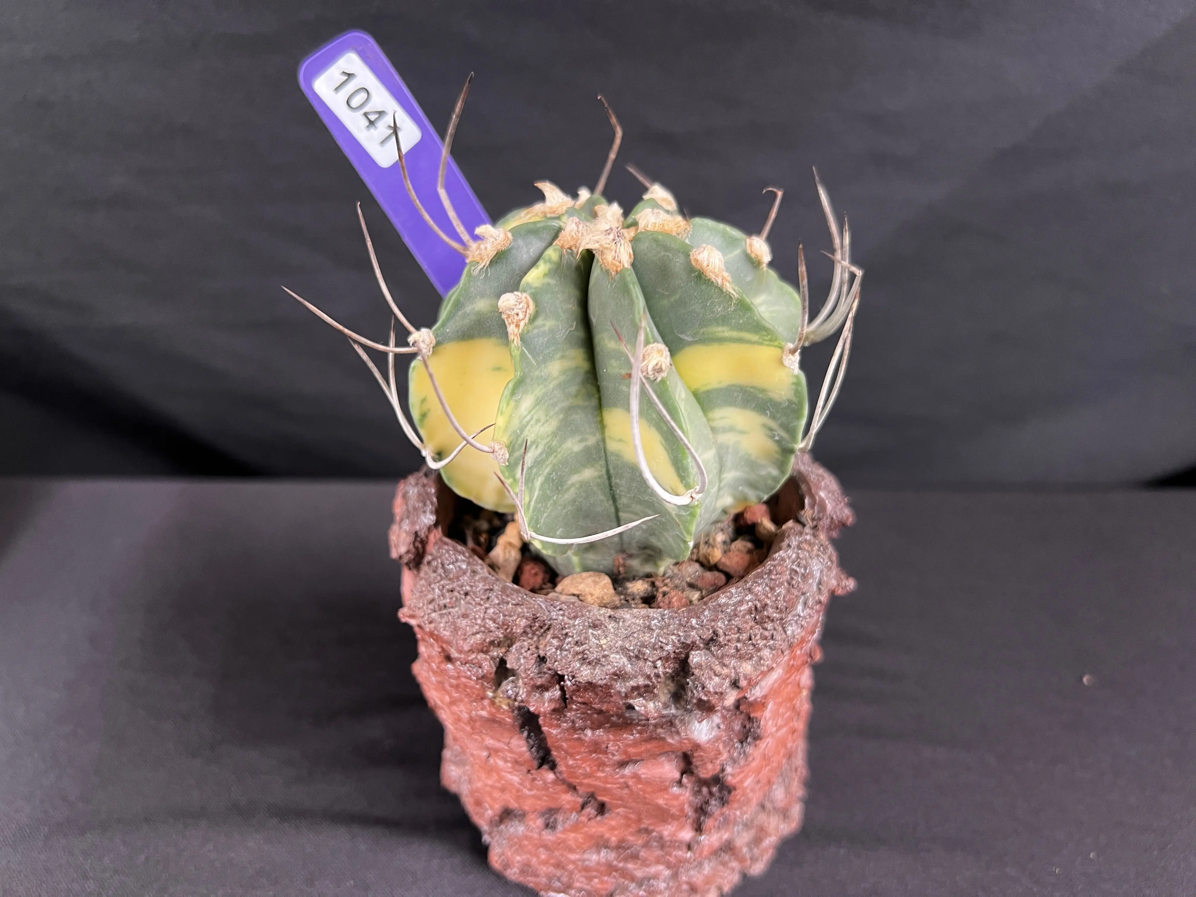 Astrophytum Capricorne Variegated Cactus - 1041