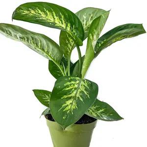 6" Dieffenbachia Tropic Snow, Live Houseplant, Indoor Plant 6" Dieffenbachia Tropic Snow, Live Houseplant, Indoor Plant